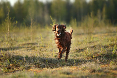 Dog running on field