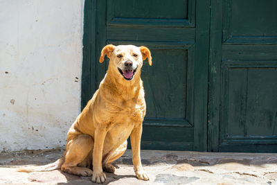 Stray dog in colombia