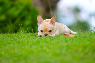 Portrait of a dog on grass