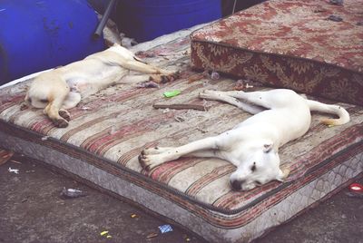 Dogs sleeping on abandoned mattress on street