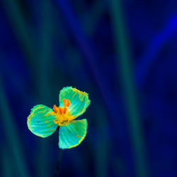 Close-up of blue flower