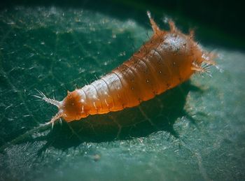 Close-up of insect on leaf