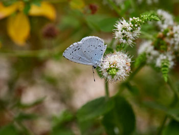 Holly blue butterfly, celastrina argiolus, perched on a flower, near the town of xativa, spain