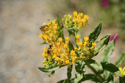 Close-up of yellow flowers