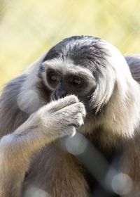 Close-up of gorilla looking away