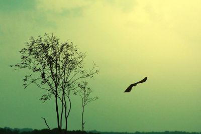 Low angle view of a bird flying