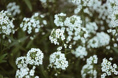 Close-up of white flowering plant in park