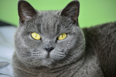 Close-up portrait of a cat