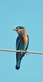 Low angle view of bird perching on cable against clear sky