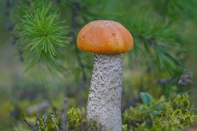 Mushroom close-up