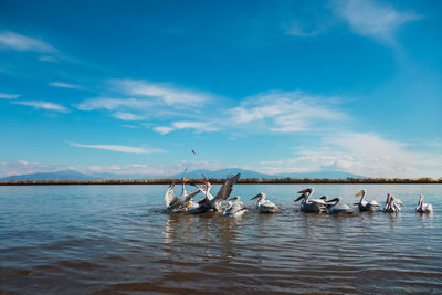 Pelicans trying to catch a fish 