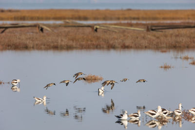 Flock of birds in lake