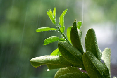 Close-up of wet leaves