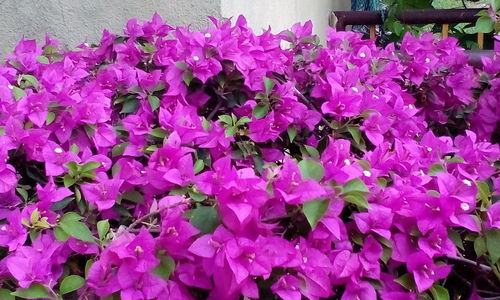 Close-up of pink flowers blooming outdoors