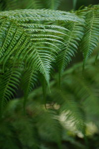 Close-up of fern leaves