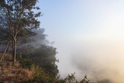 Trees in foggy weather