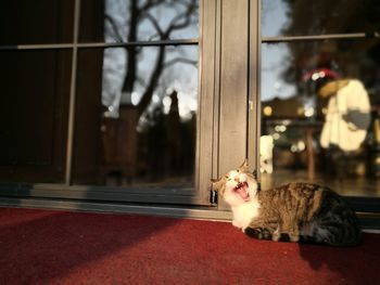 Kathy front of an entrance yawning...