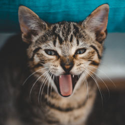 Close-up portrait of a cat