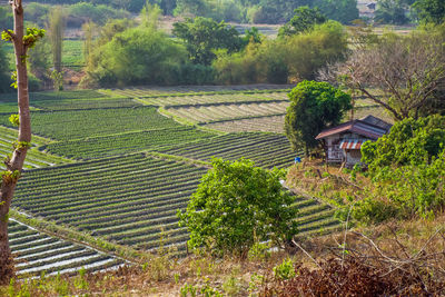 High angle view of agricultural field