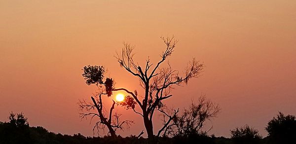 Silhouette tree against sky during sunset