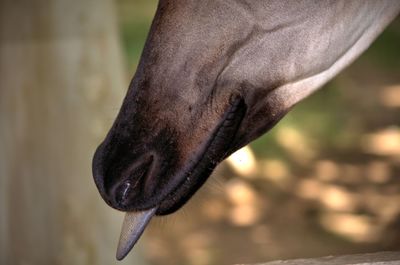 Close-up of bird