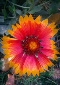 Close-up of yellow flower blooming outdoors