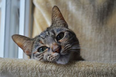 Close-up portrait of a cat