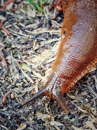 High angle view of rusty metal on field