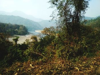Scenic view of forest against sky