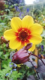 Close-up of yellow flower blooming outdoors