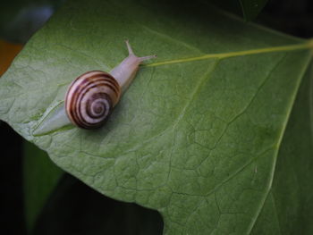 Close-up of snail on leaves