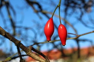 Close-up of red leaves