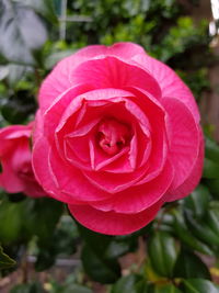 Close-up of pink rose