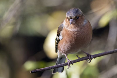 A close-up of a chaffinch looking down from its perch in a tree.
