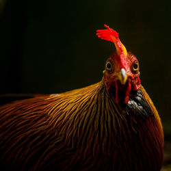 Close-up of rooster against black background