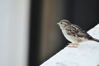 Close-up of bird perching