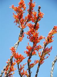 Low angle view of flowering tree against clear sky