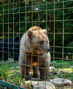 Portrait of an animal in cage at zoo