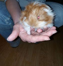 Full length of hand holding cat on floor