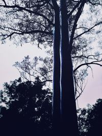 Low angle view of silhouette trees against sky