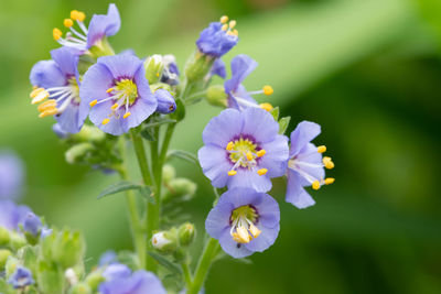 Northern jacobs ladder flowers in bloom