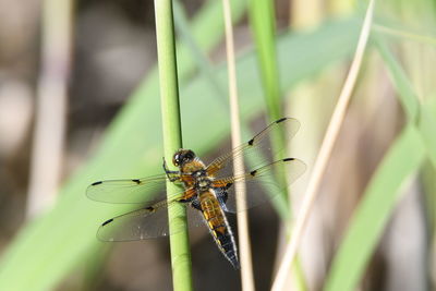 Close-up of dragonfly on plant