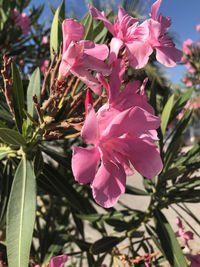 Close-up of pink flowering plant