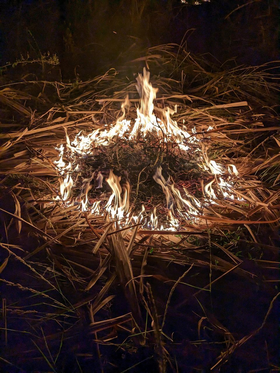 night, burning, nature, no people, darkness, fire, glowing, branch, plant, flame, illuminated, light, heat, outdoors, tree, sparkler, reflection, long exposure, forest, motion, land