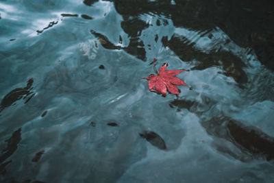 High angle view of maple leaves floating on lake