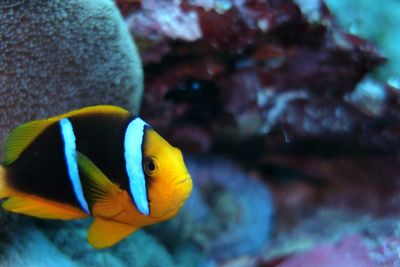 Close-up of fish underwater