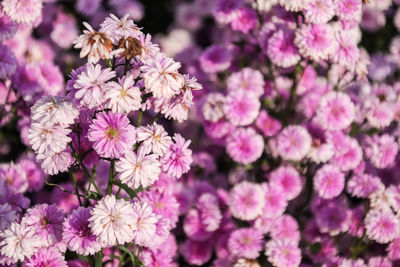 Close-up of pink flowering plants