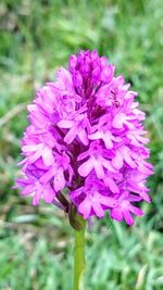 Close-up of purple flowers blooming outdoors