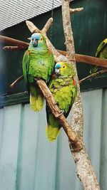 View of parrot perching on branch