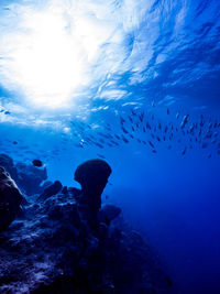 Low angle view of fish swimming in sea